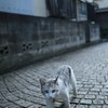 道案内