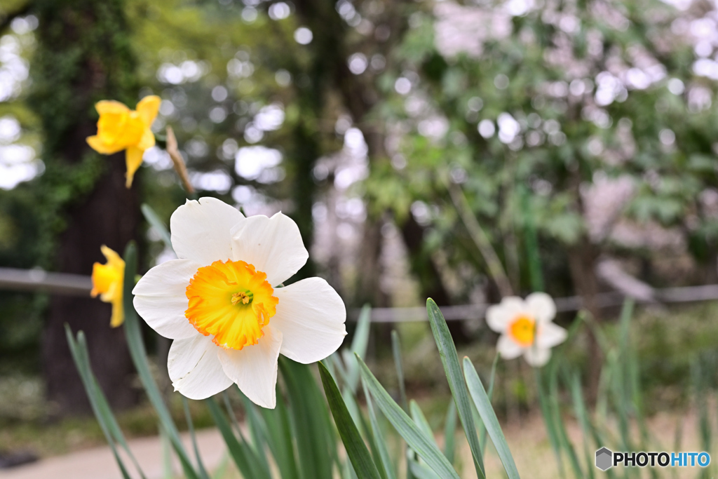 春の庭園