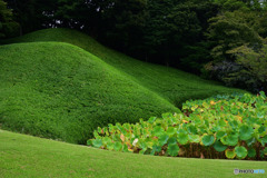 蓮池にも秋が