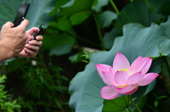 花を撮る
