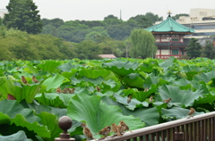 集会