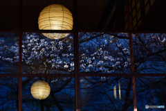 九条館から桜を見る