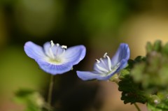 菜の花畑の下では3