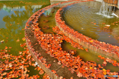 秋のチュウリップ花壇