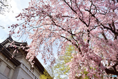 本館を彩る枝垂れ桜