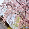 本館を彩る枝垂れ桜