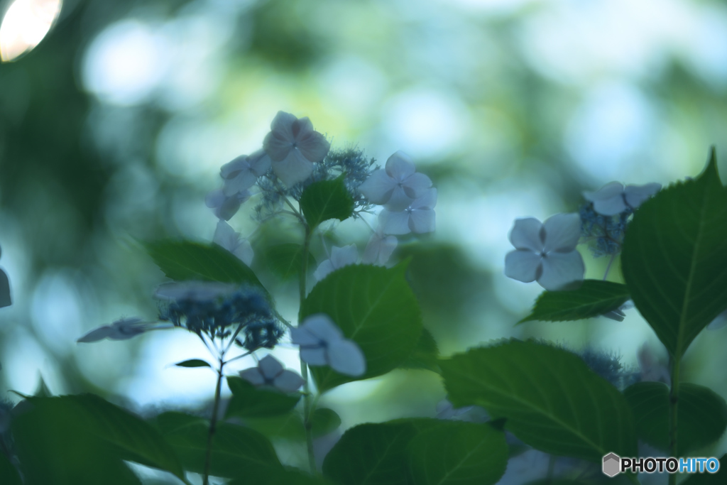 梅雨の晴れ間2
