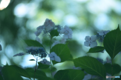 梅雨の晴れ間2