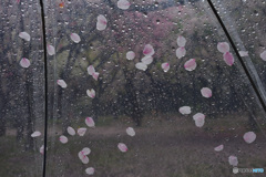 桜ドット模様の傘