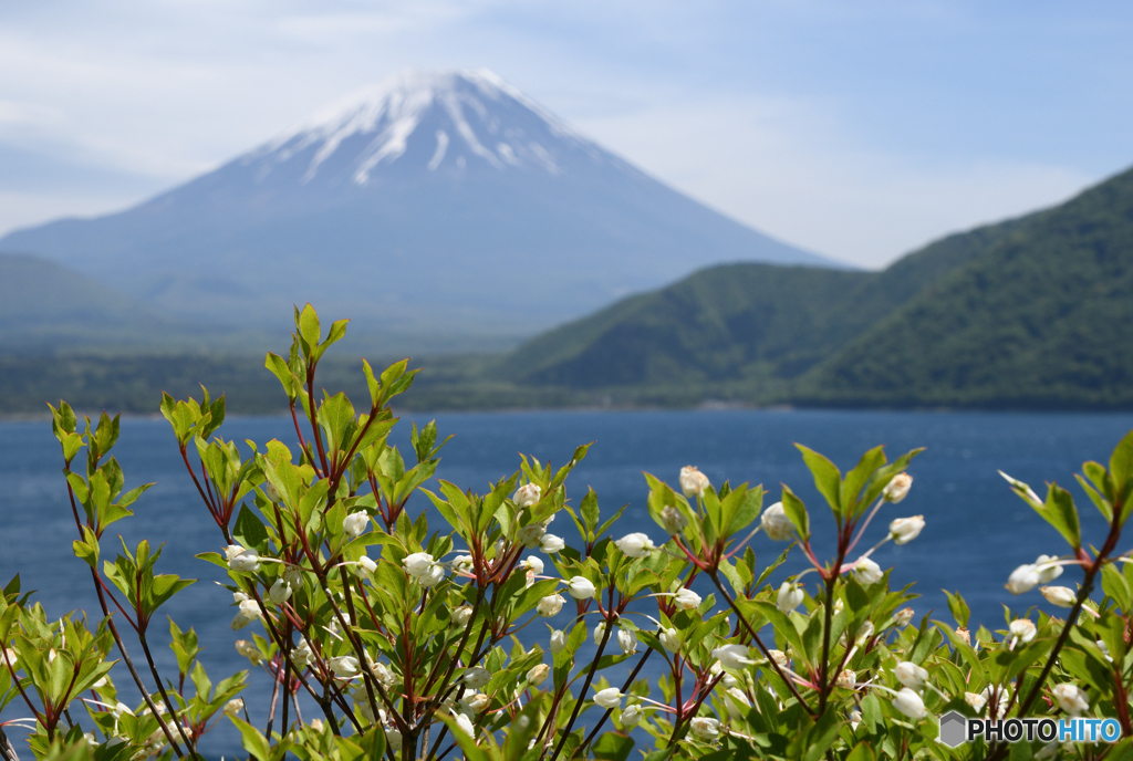 小さな白と大きな白