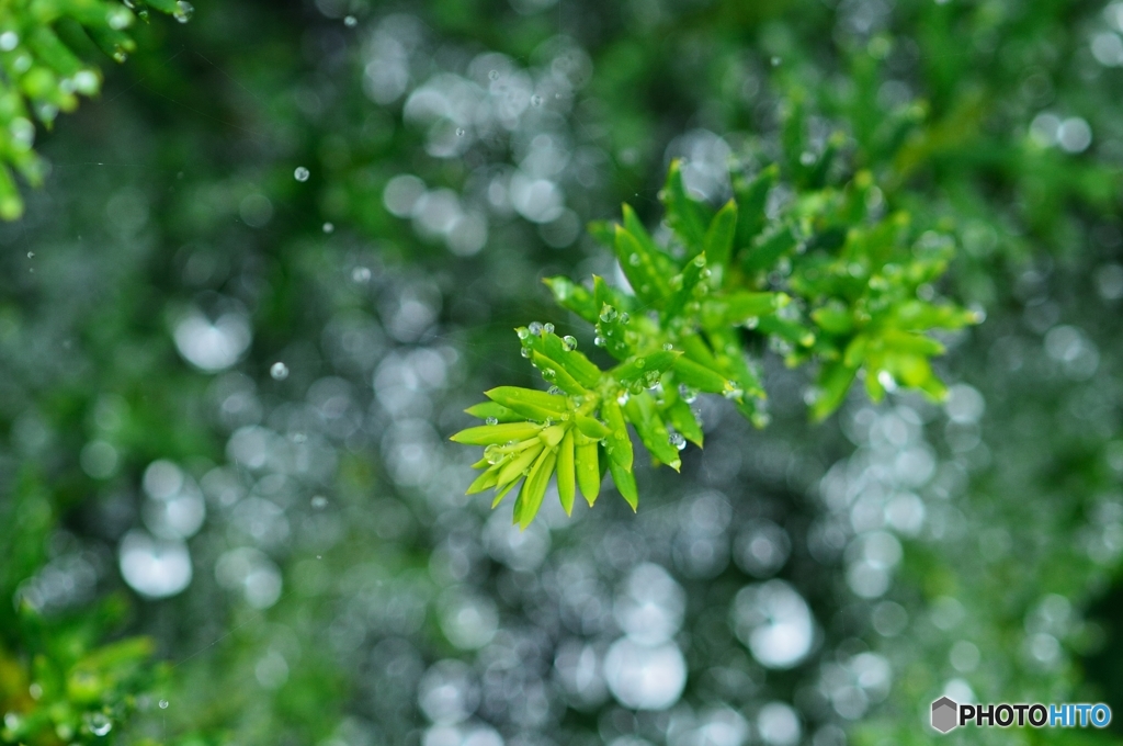 雨の日散歩2