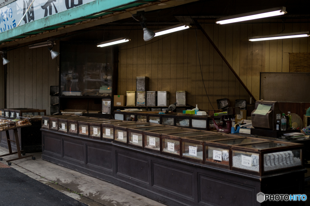 鳩が店番