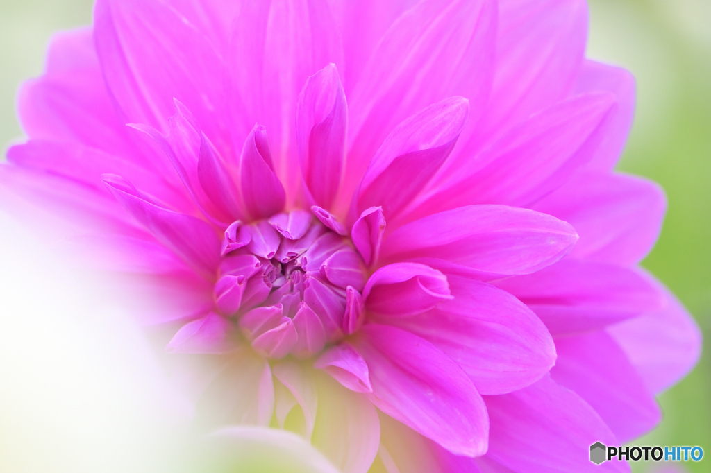 花壇の花2