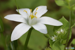 大甘菜と繁縷