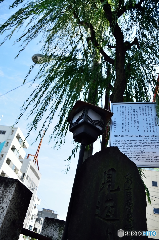 見返り柳