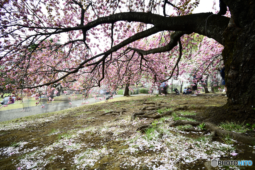 上下桜