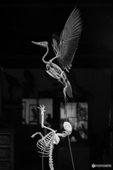 Bone