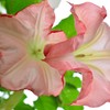 華の縁取り