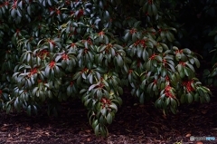 植物模様3