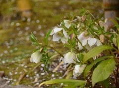 梅の花びらを散らして