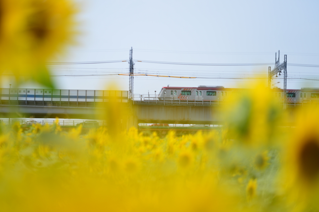 大井町線を望む