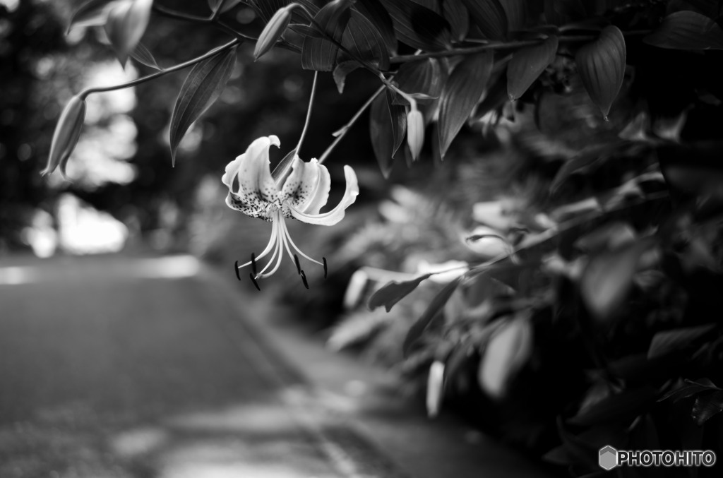 鬼百合