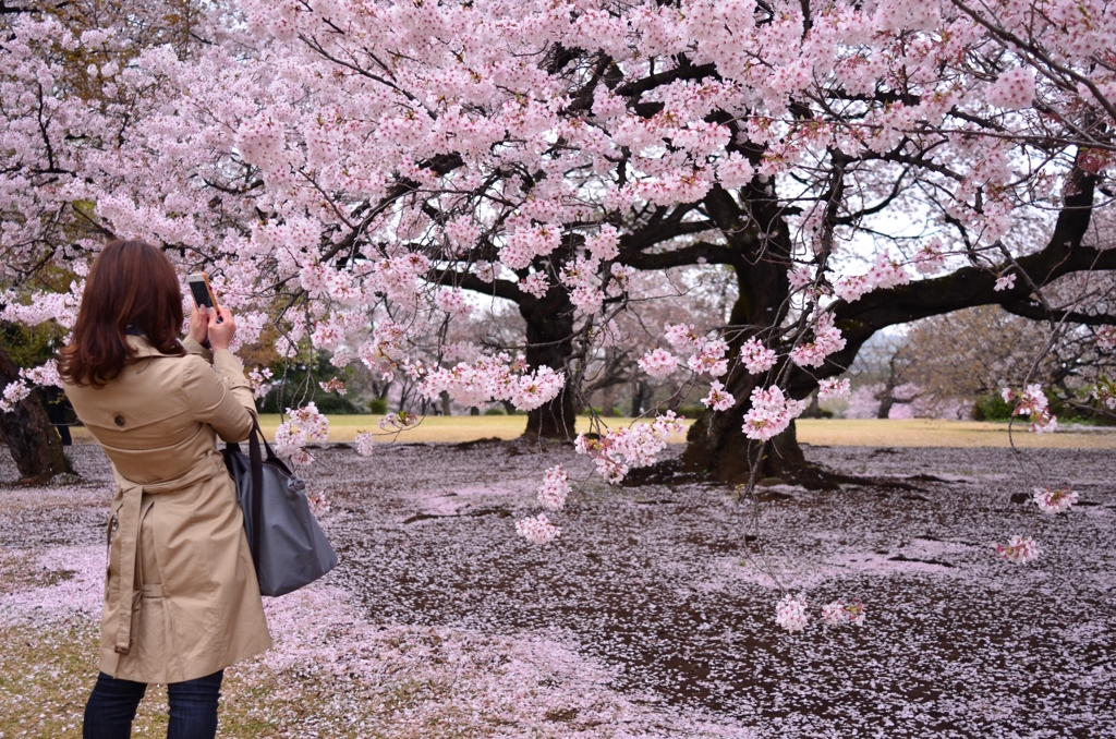 春の花々