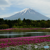 富士芝桜まつり