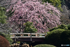 庭園の桜