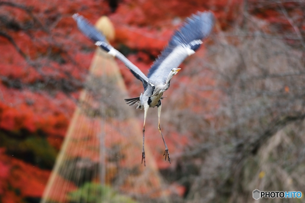 始祖鳥？