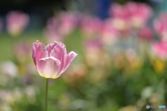 チューリップ