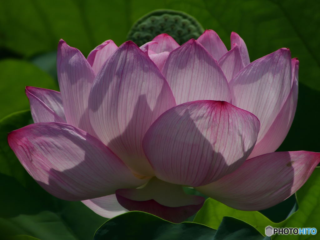蓮の花