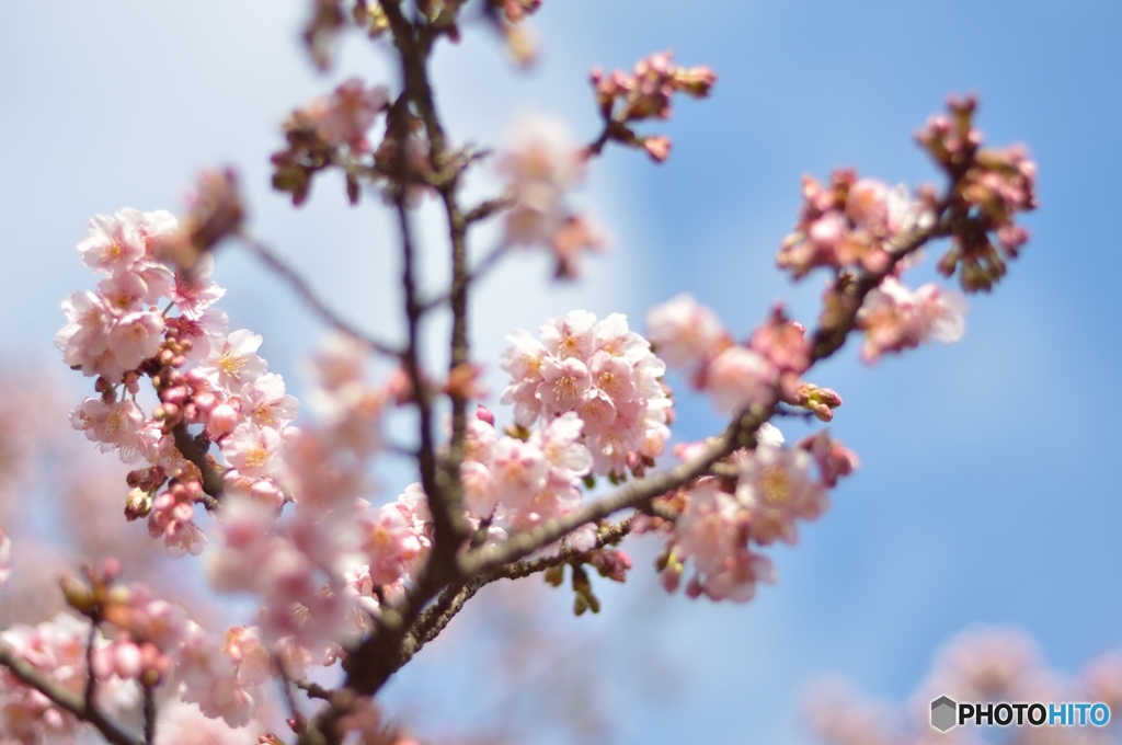 寒桜も見ごろ？