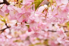 寒桜