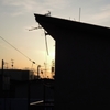 MAXＺＯＯＭで夕暮れ撮影