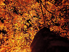 夜桜葉四