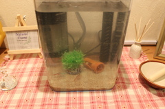 新しい水槽２