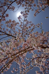 朧月夜の桜月夜