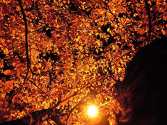 夜桜葉参