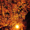 夜桜葉参