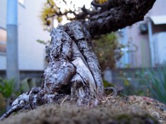 ボンサイ大地に立つ
