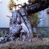 ボンサイ大地に立つ