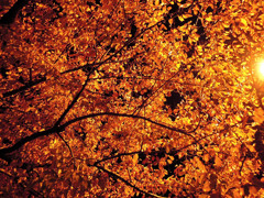夜桜葉五