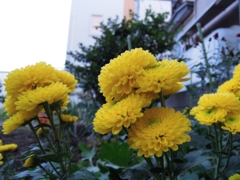 庭菊の花