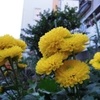 庭菊の花