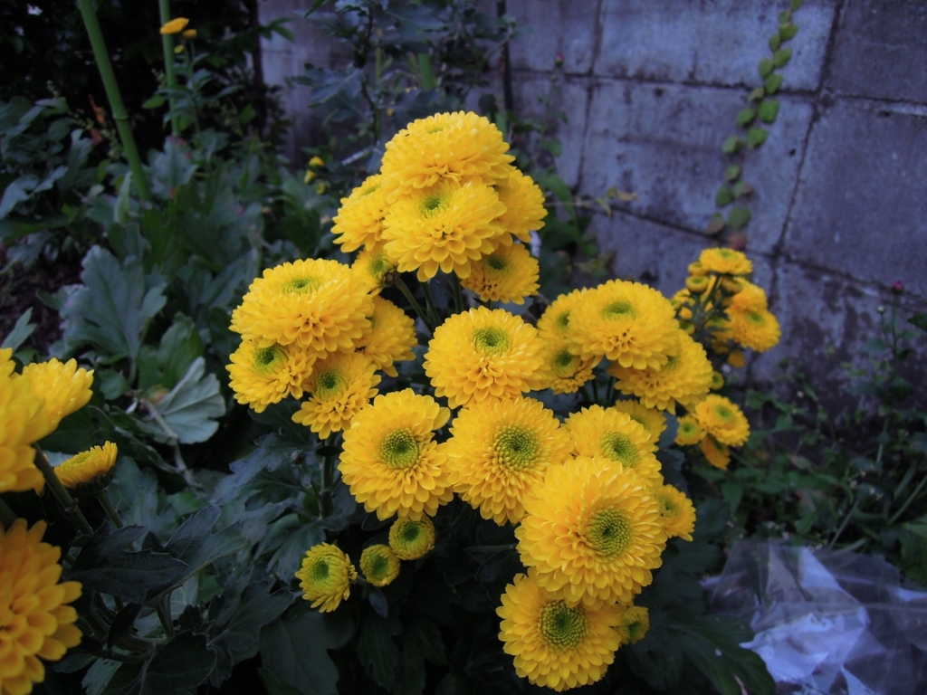 庭の菊の花