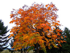 紅葉も終わりかけのとちの木