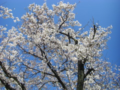 春の空