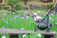 ワンちゃんとショウブ