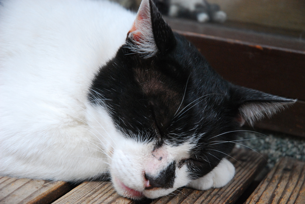 有馬のねこ２